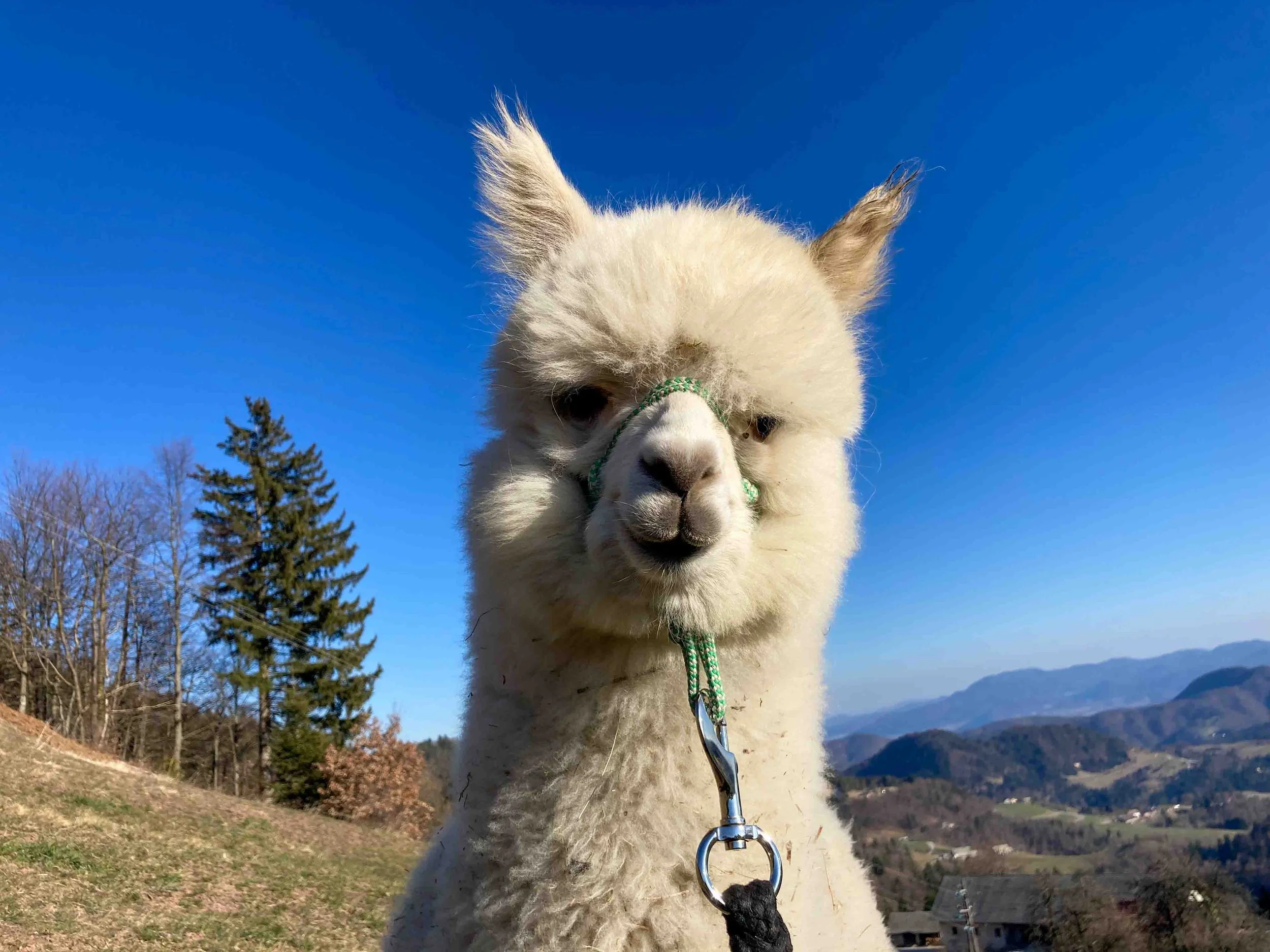 Vel the alpaca on a leash.