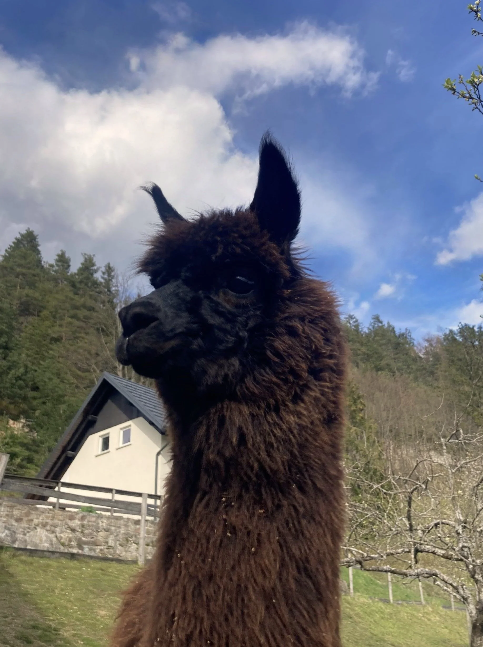 Close-up of Beebee,  a dark brown alpaca, against a background of a house, trees, and a partly cloudy sky.