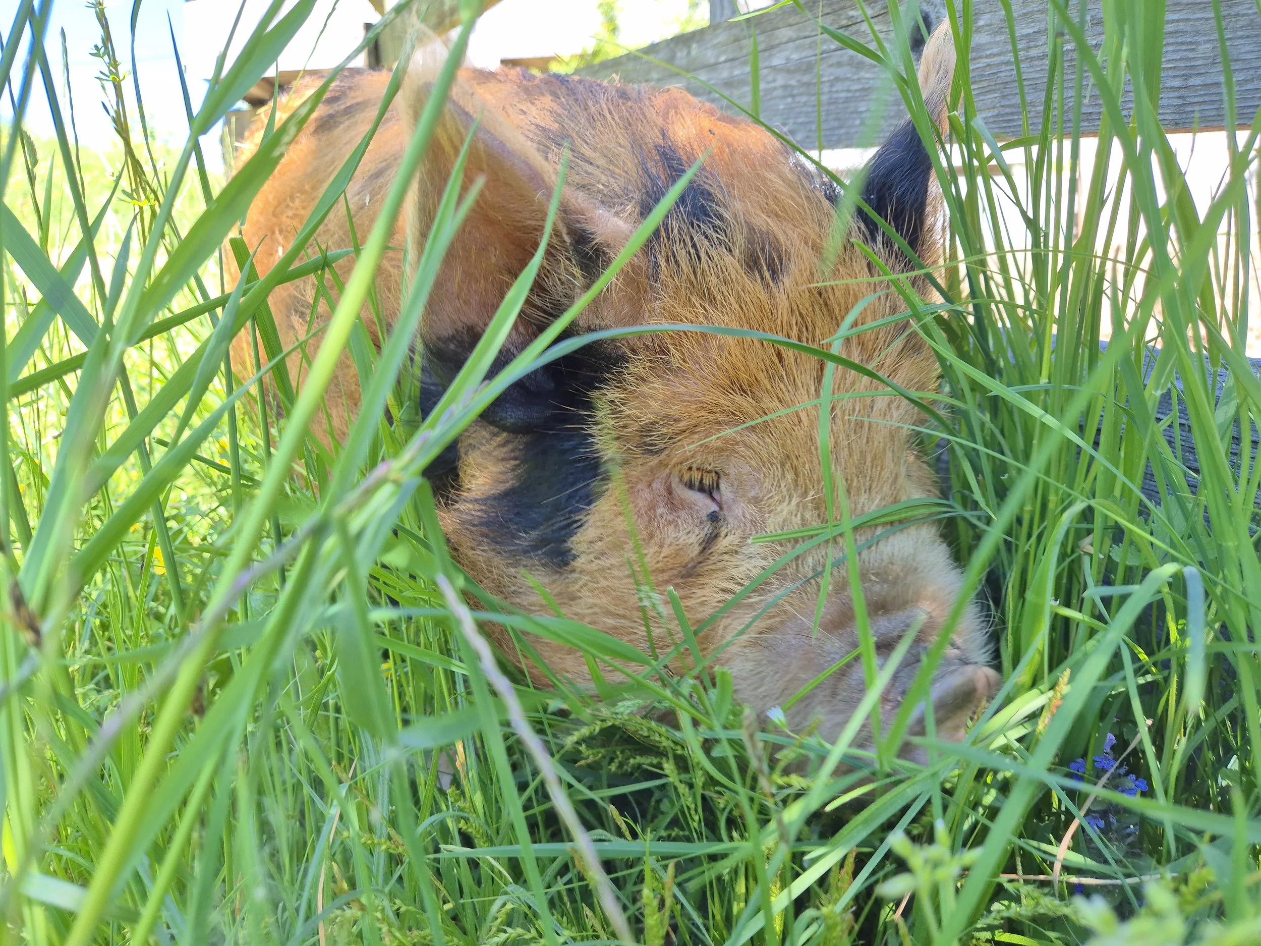 Kun, our pig, eating grass
