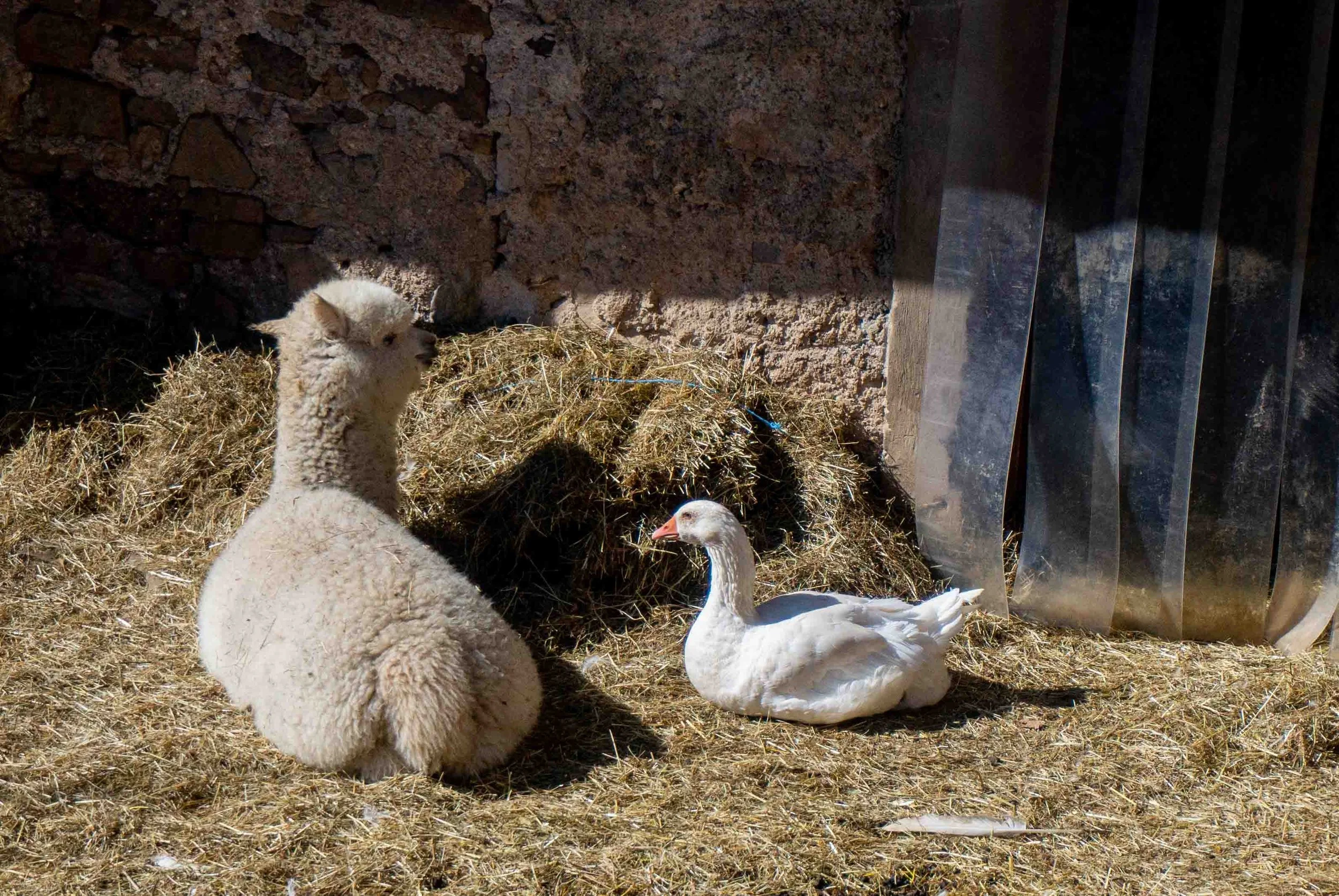 Our alpaca and goose resting in front of the barn.
