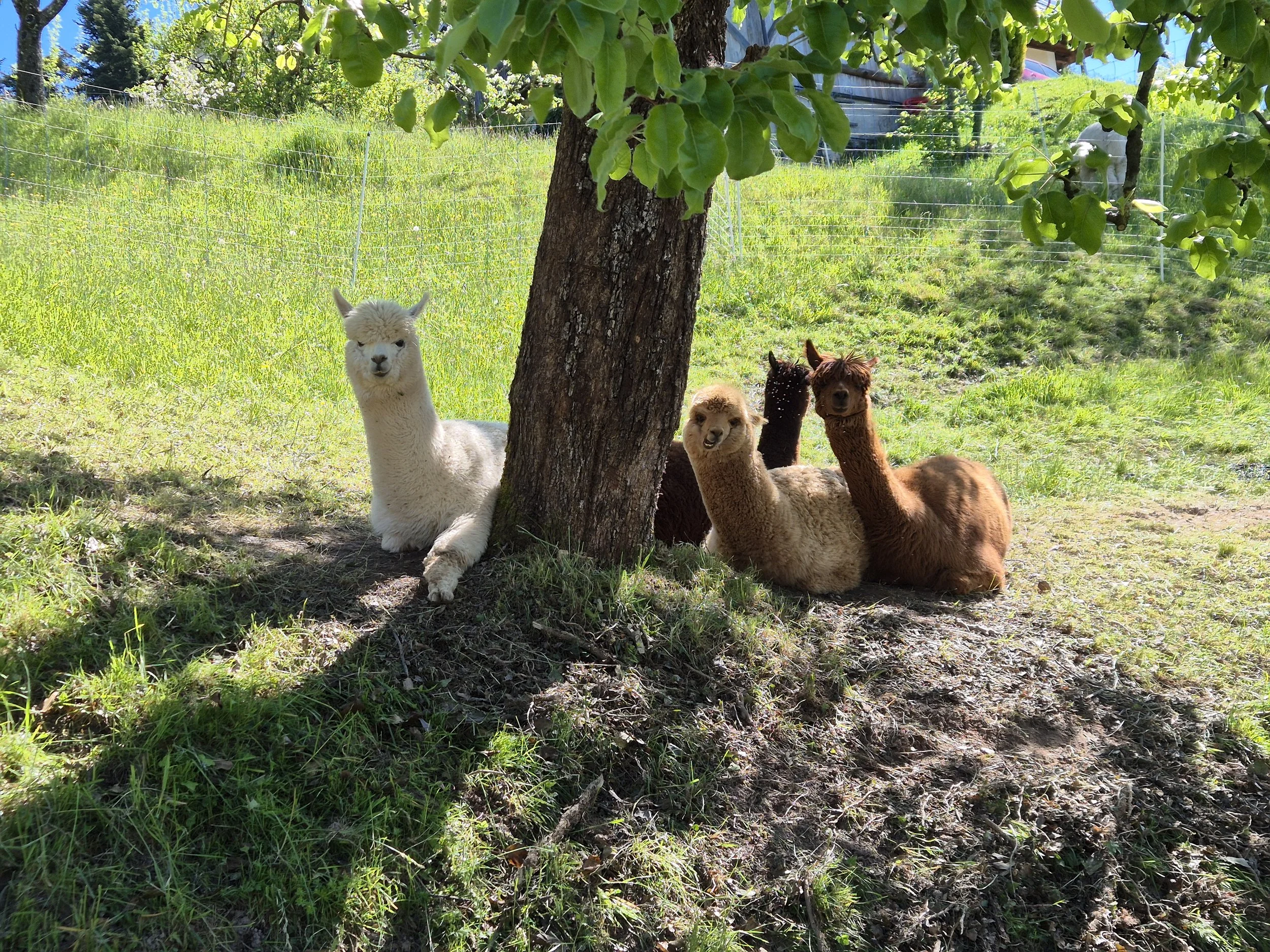 Alpacas laying in the shade of a tree