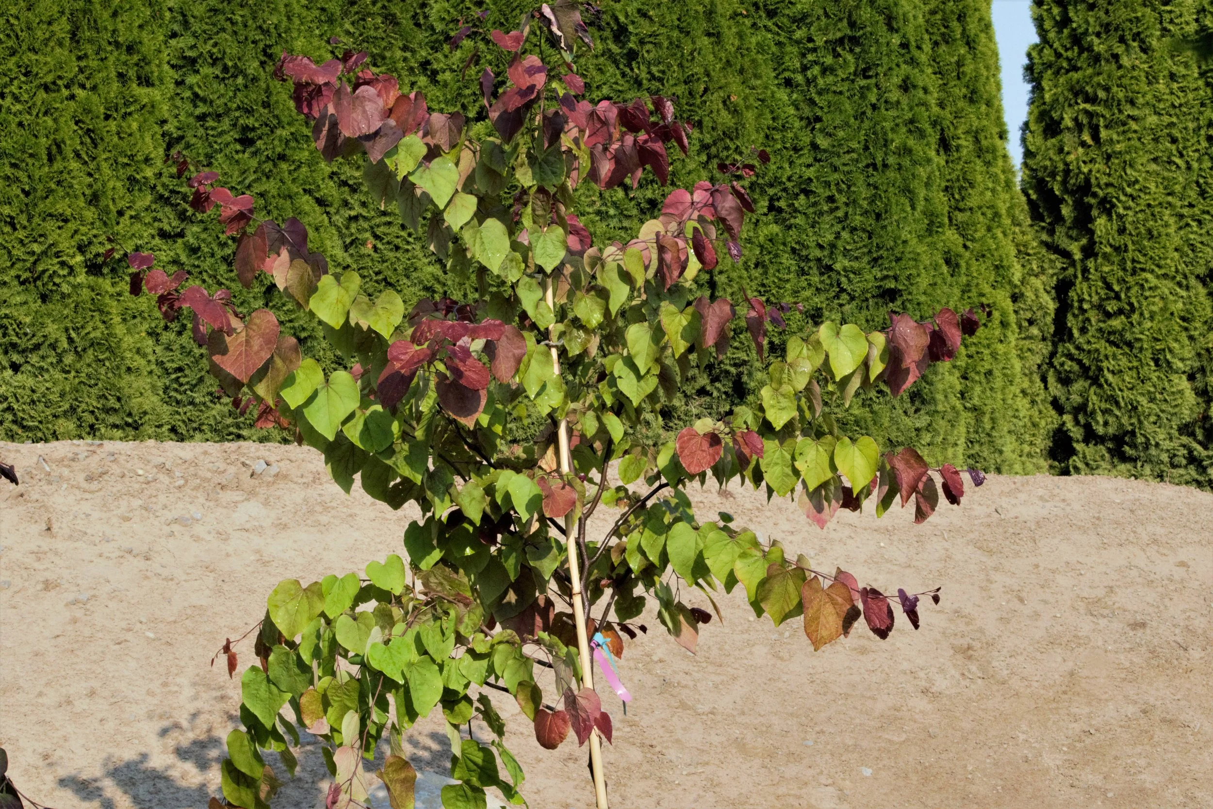 Flamethrower Redbud
