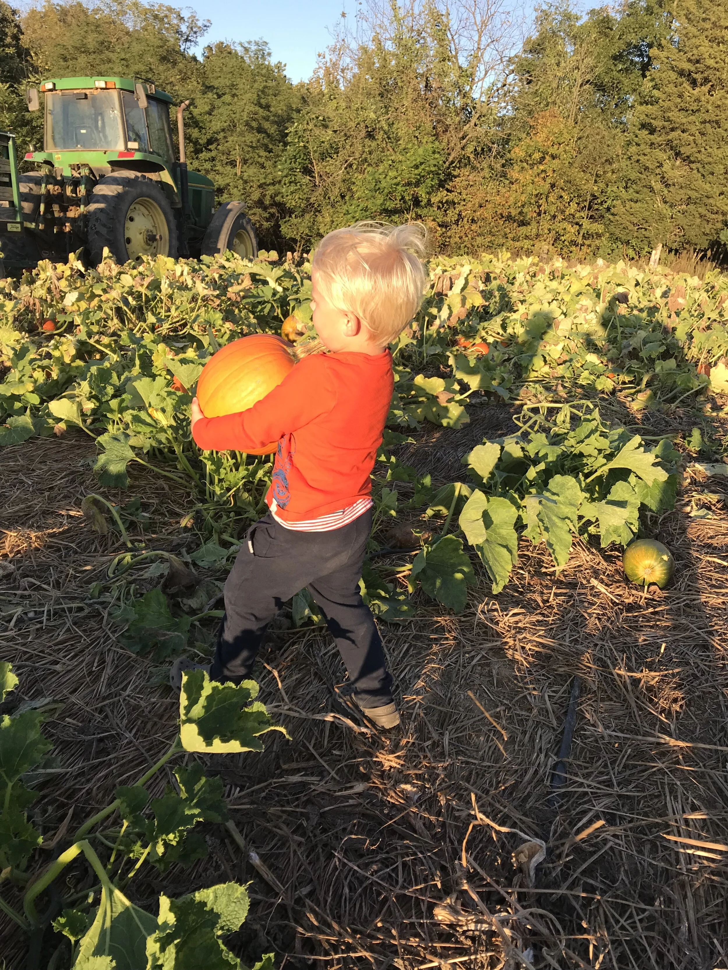 Corn Maze and Pumpkin Patch — Country