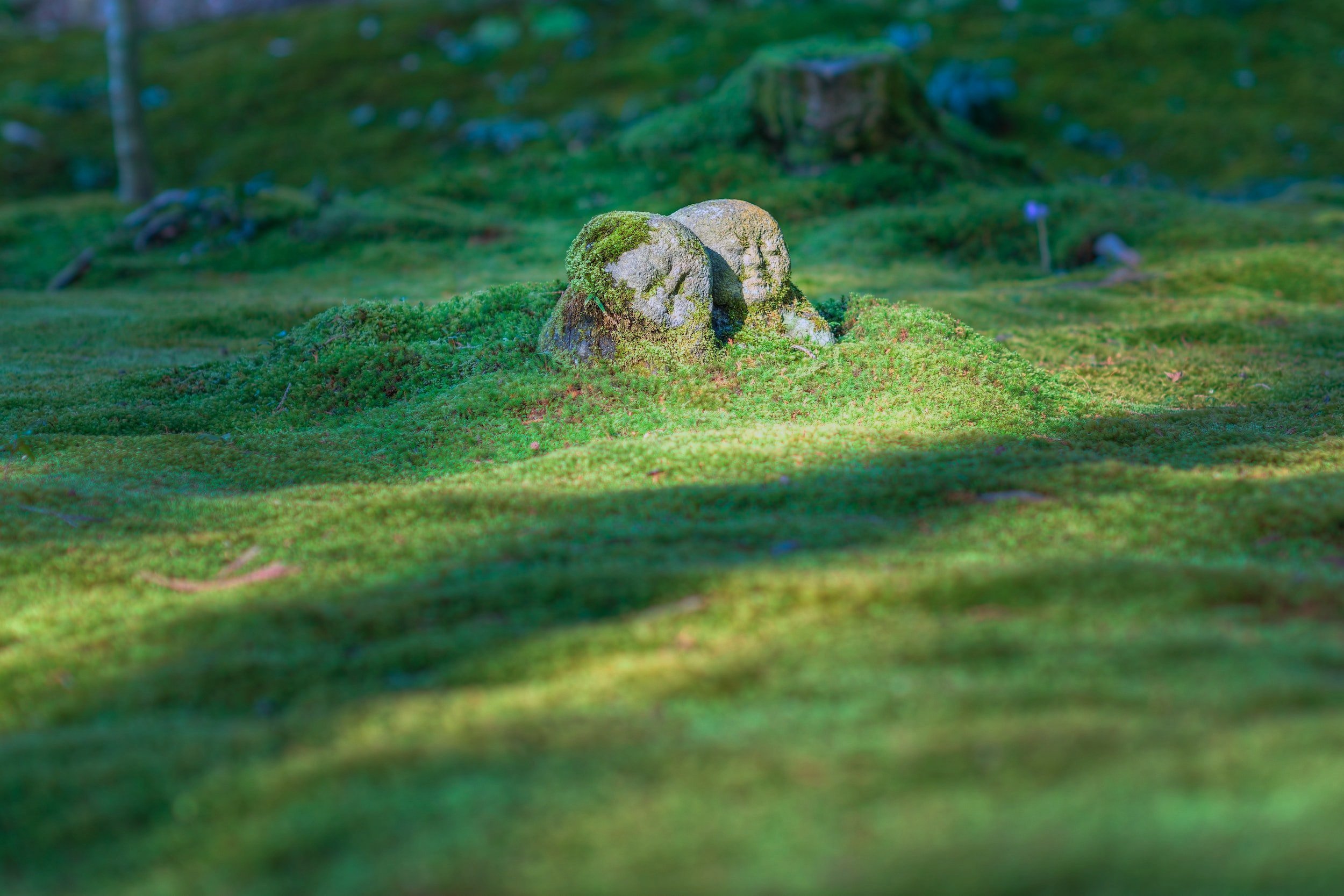 unsplash-image-OQbppjf5ouc.jpg