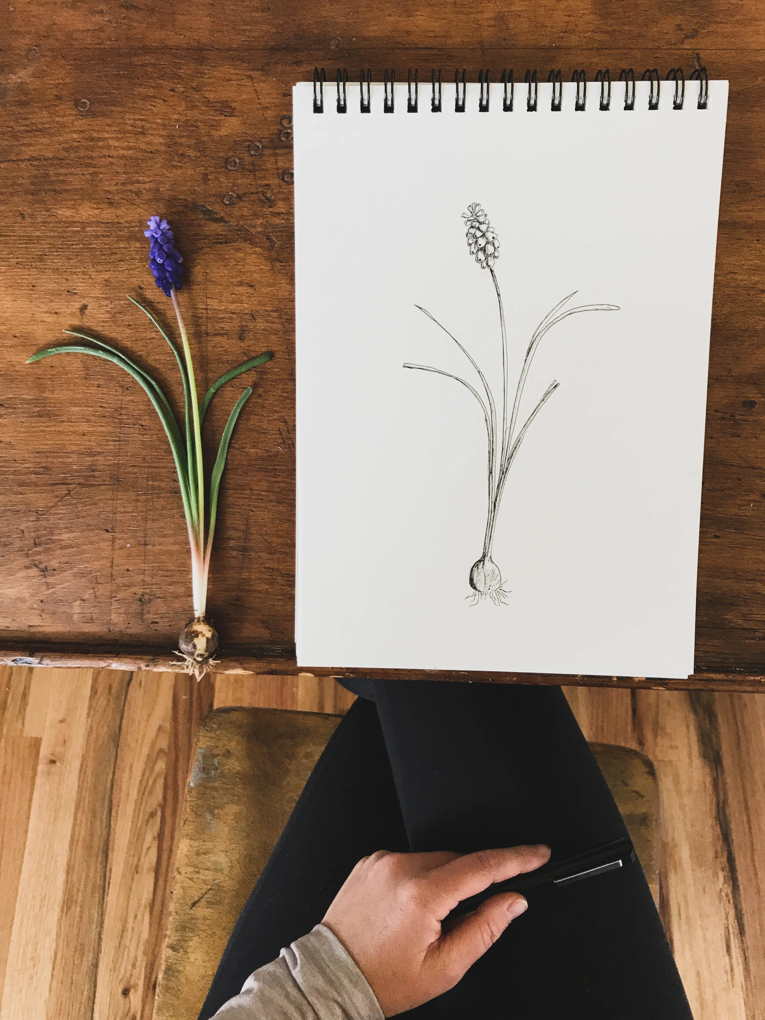 A pressed grape hyacinth flower with blue blooms and green leaves next to a sketch of the same flower on a white notepad on a wooden table.