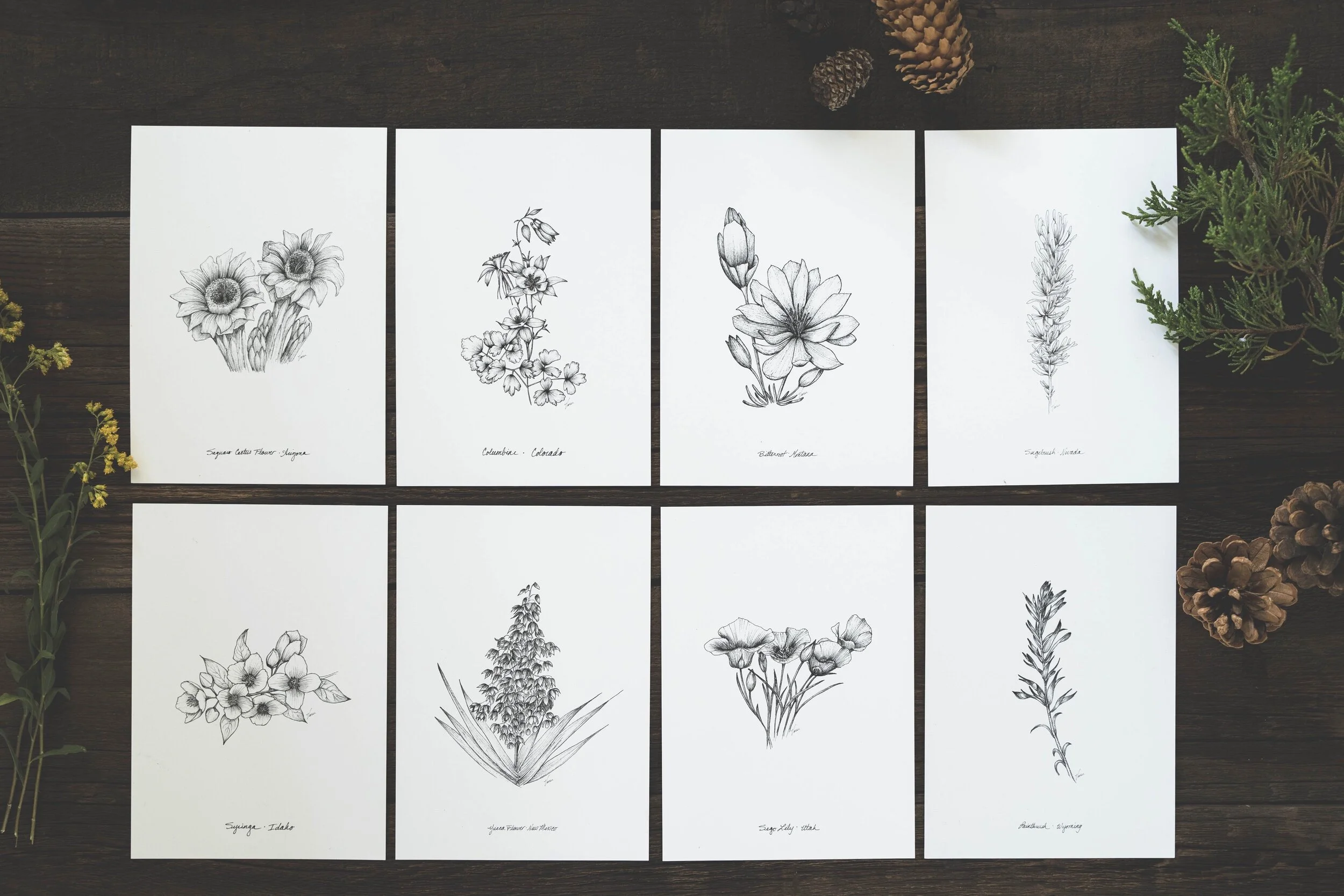 Collection of eight black-and-white floral sketches arranged in two rows on a dark wooden surface, surrounded by pinecones and green foliage.