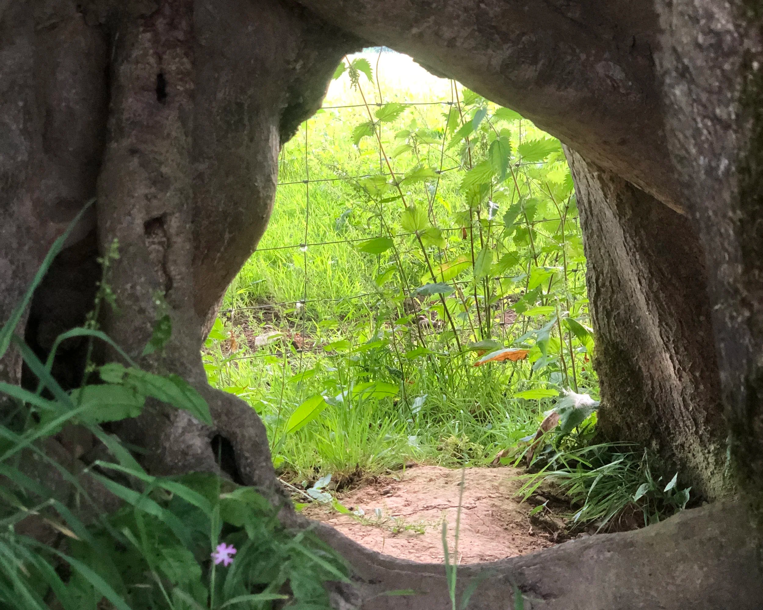 Tree Roots