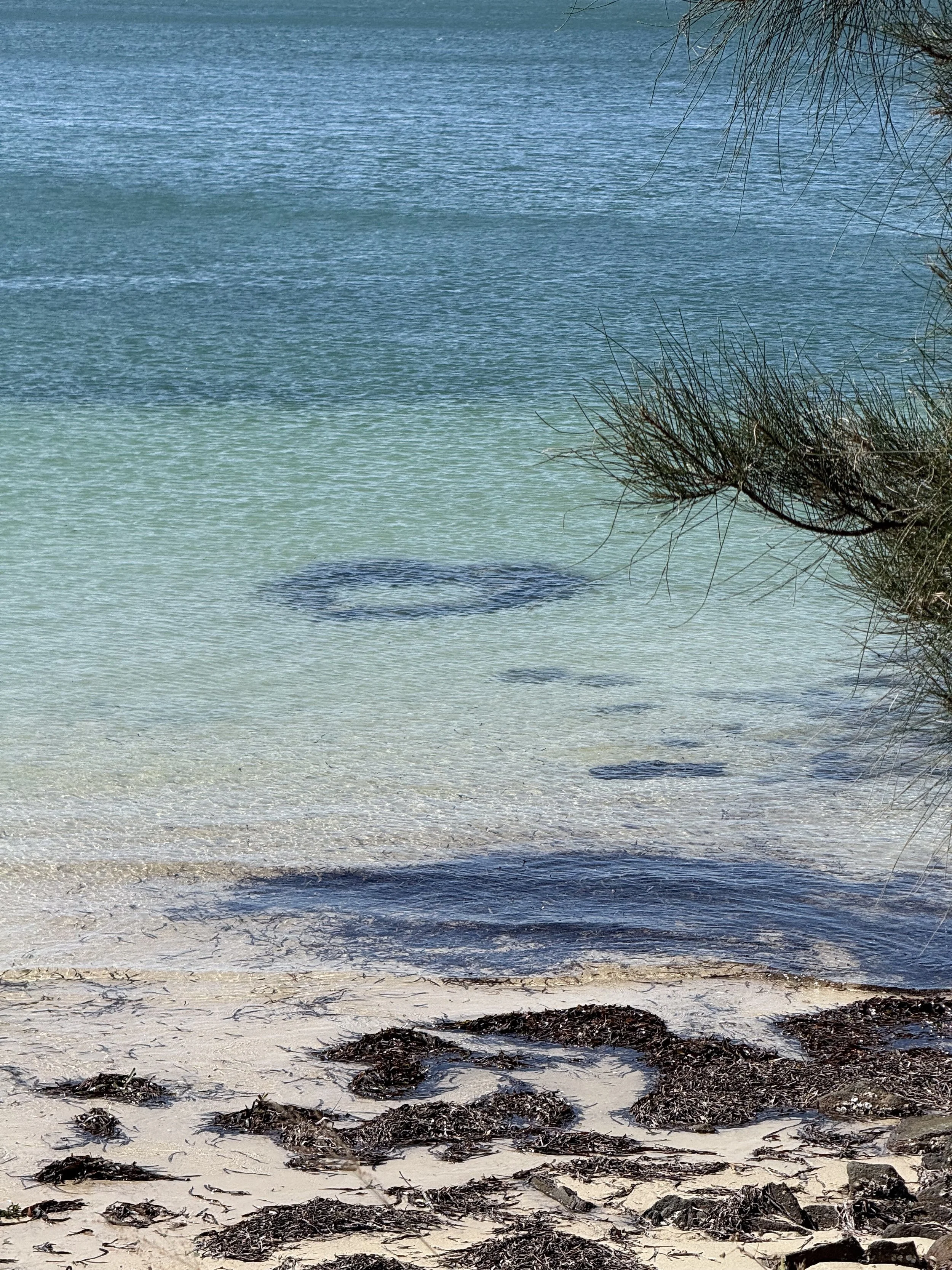Heart seaweed in ocean