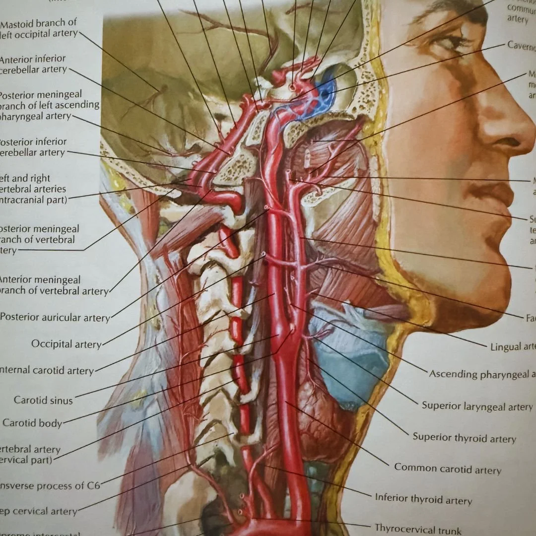 cervical spine and nerves