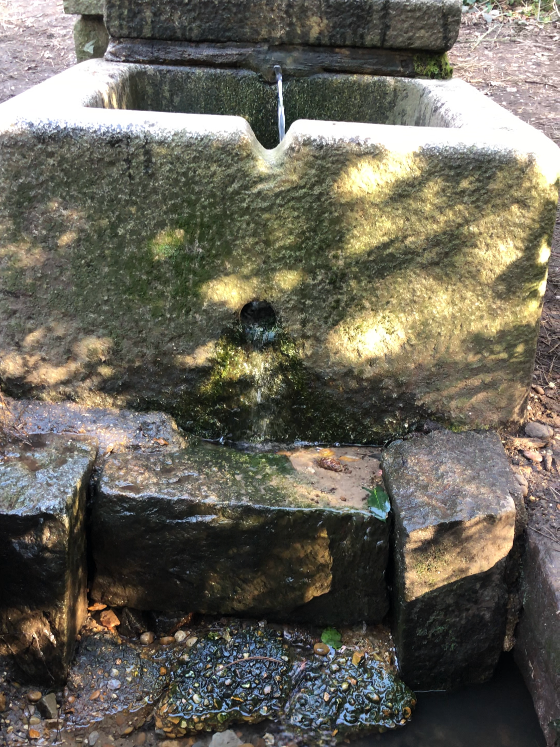 Caesar  Well Wimbledon