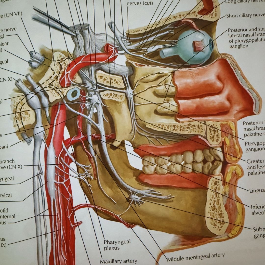 Tmj & associated nerves