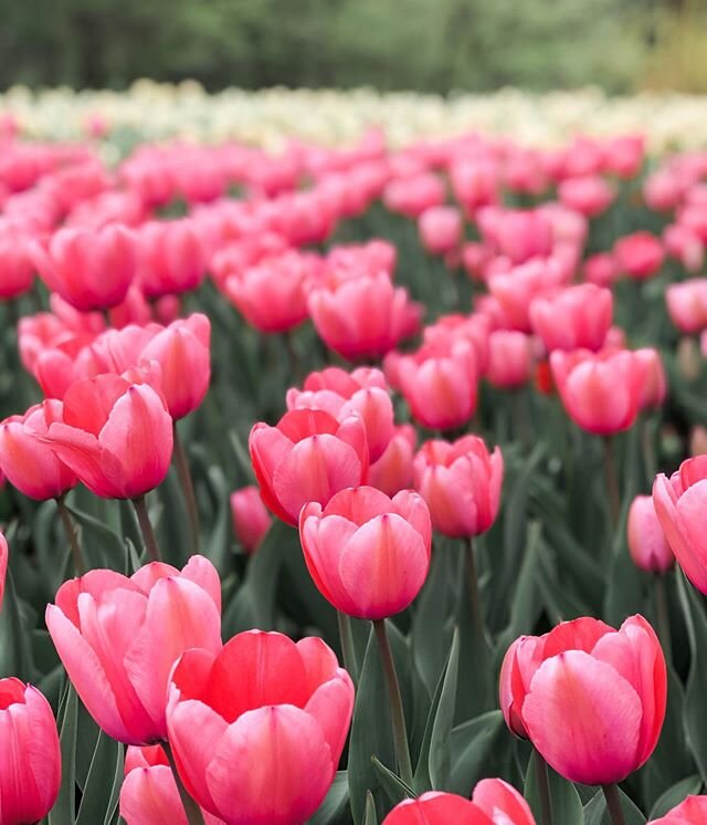 🌷