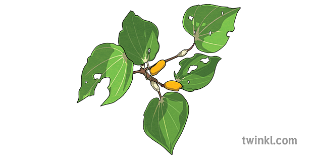 Kawakawa-Plant---Plant-Traditional-Mori-Kai-New-Zealand-KS2.png