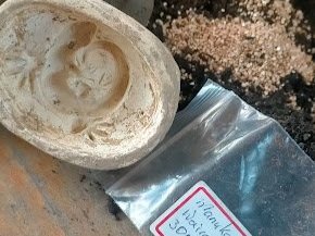 seedbombs1.jpg