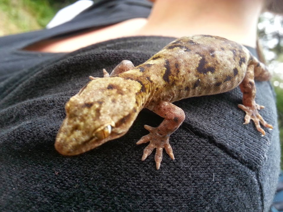 realgecko.jpg