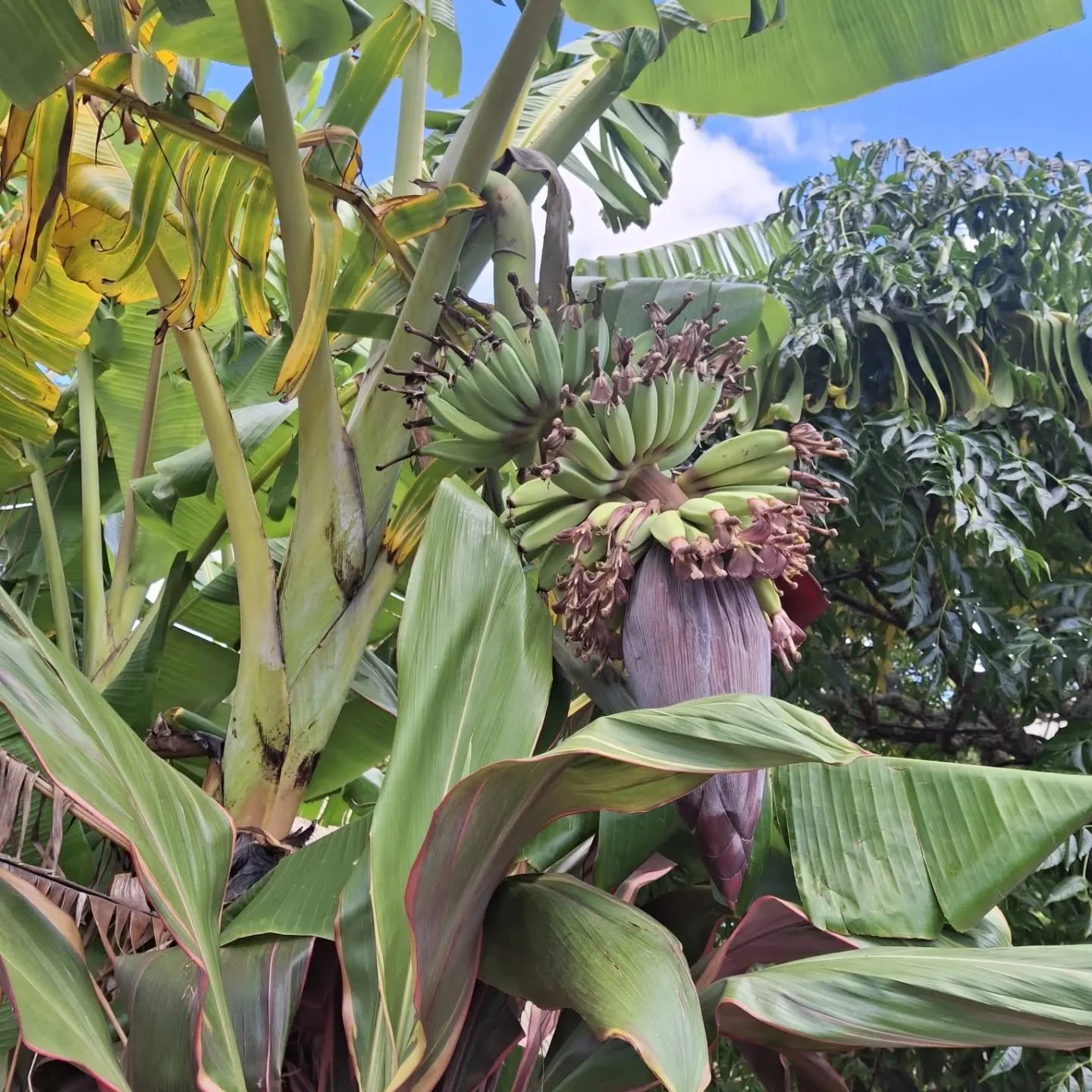 I'd love to say these were our banana but alas, whilst the kids get their adrenaline hit at #rainbowsend I am fawning over the northern plant life &amp; feeling obsessed with kai sovereignty 🙄

Will our #eastcoast #wairarapa bananas ever get this bi