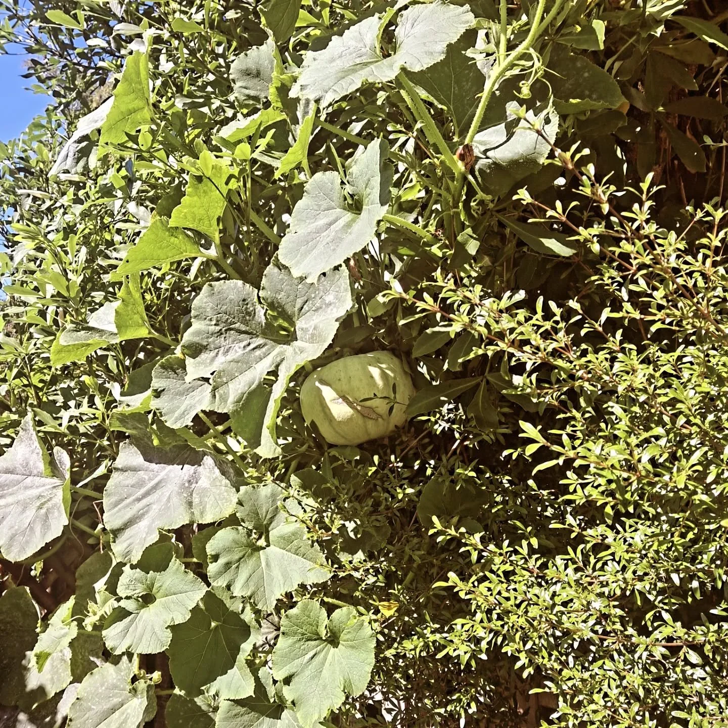 A rambling garden walk this morning discovering pumpkins!