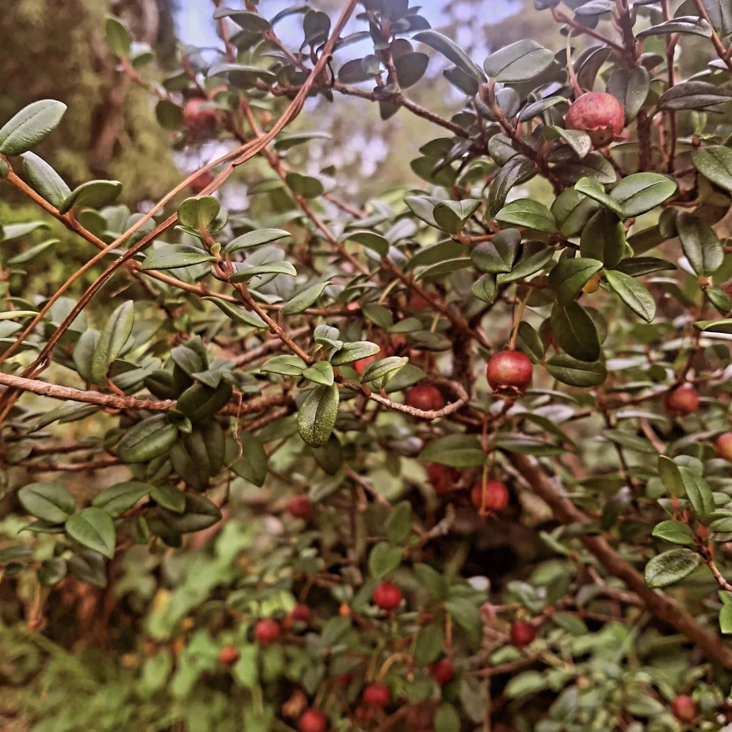 This little shrub is becoming a firm favourite - the berries are delicious #gardenlollies

Chilean Guava aka NZ Cranberry.

Apparently for Subtropical or Warm Temperate climates but we have two doing very well here in our urban #Masterton garden wher