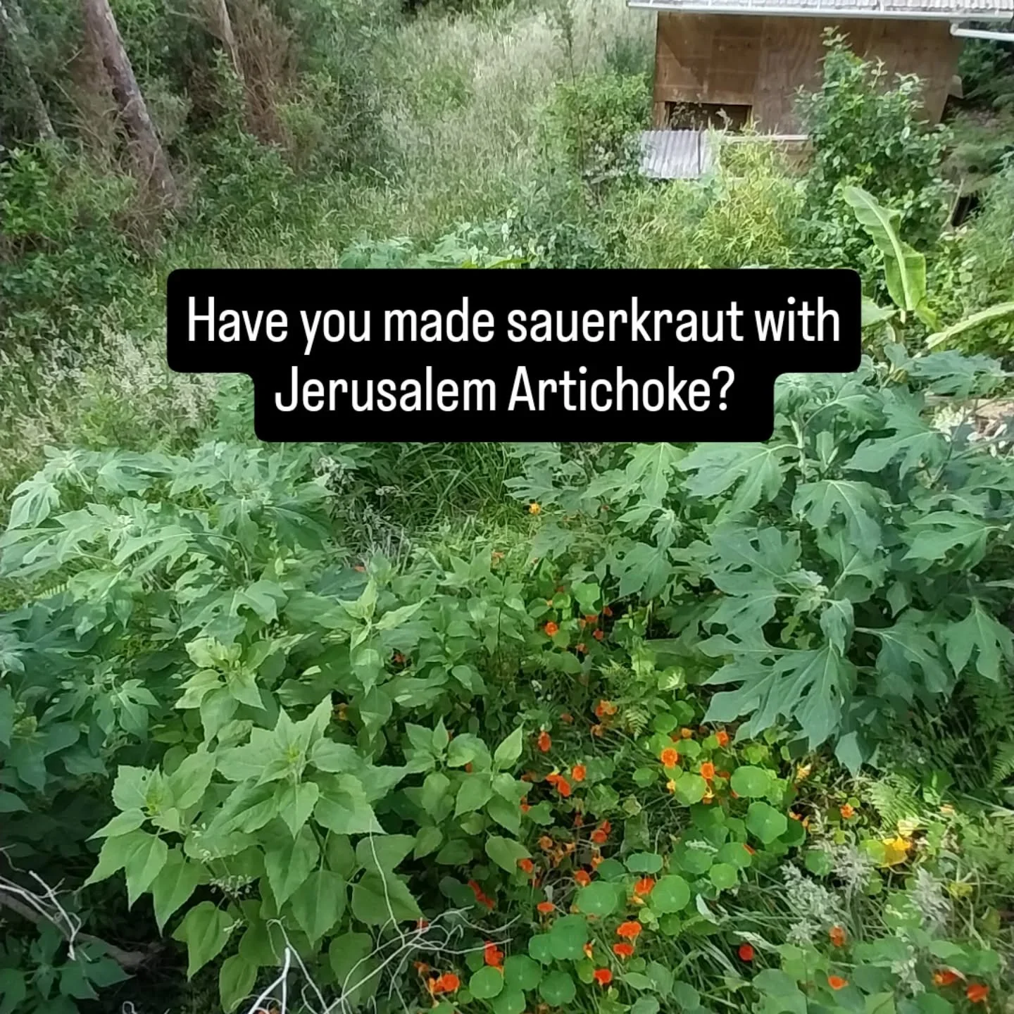 Has anyone tried making sauerkraut with Jerusalem Artichoke? 🤔💨

I&rsquo;m about to harvest a bunch from our food forest - hands down one of the easiest perennial crops to grow, but can be a challenge to use up and the infamous "fartichoke&quo