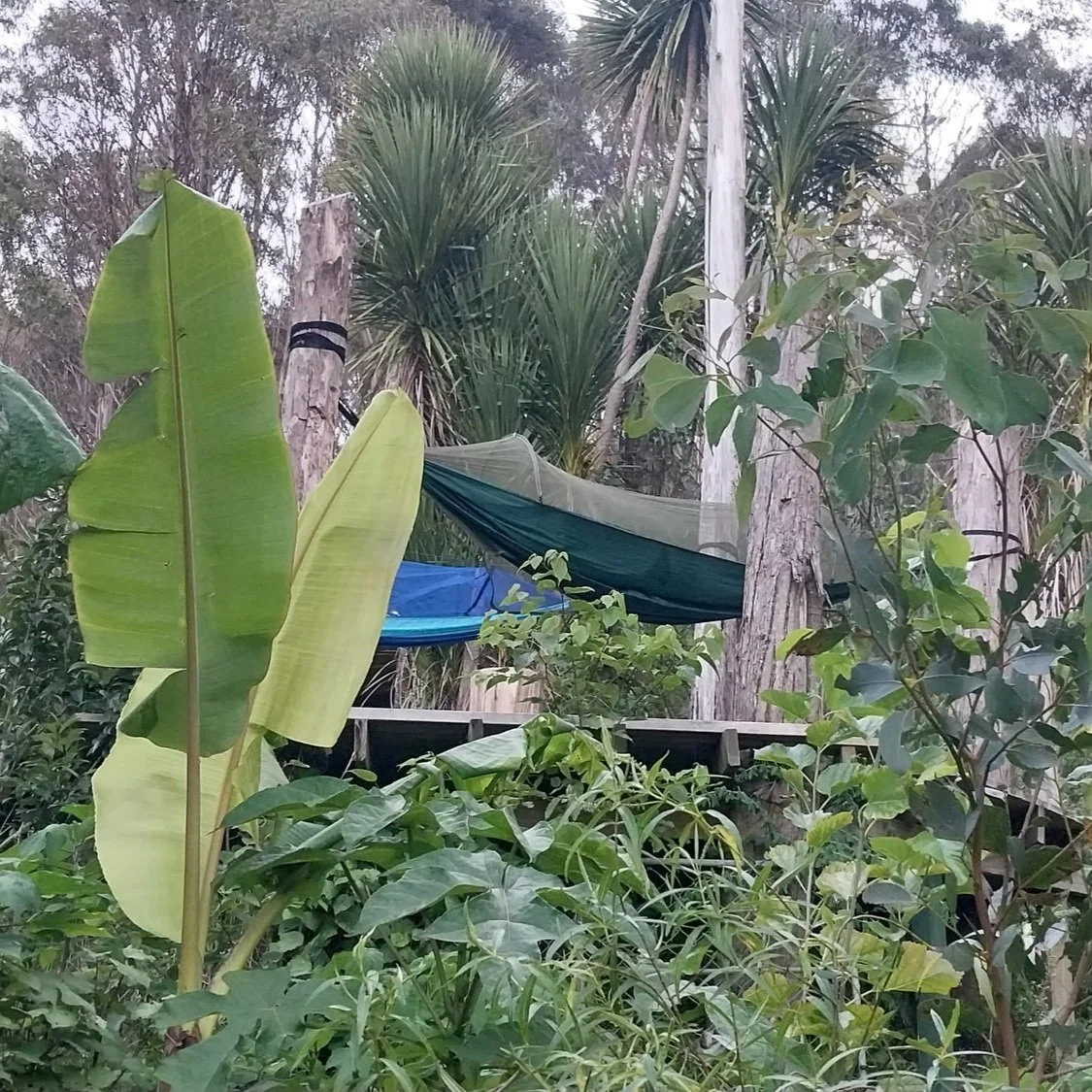 🌿 MARCH 2026 - BENEATH THE CANOPY 🌿 Women's Syntropic Food Forest Retreat, Castlepoint