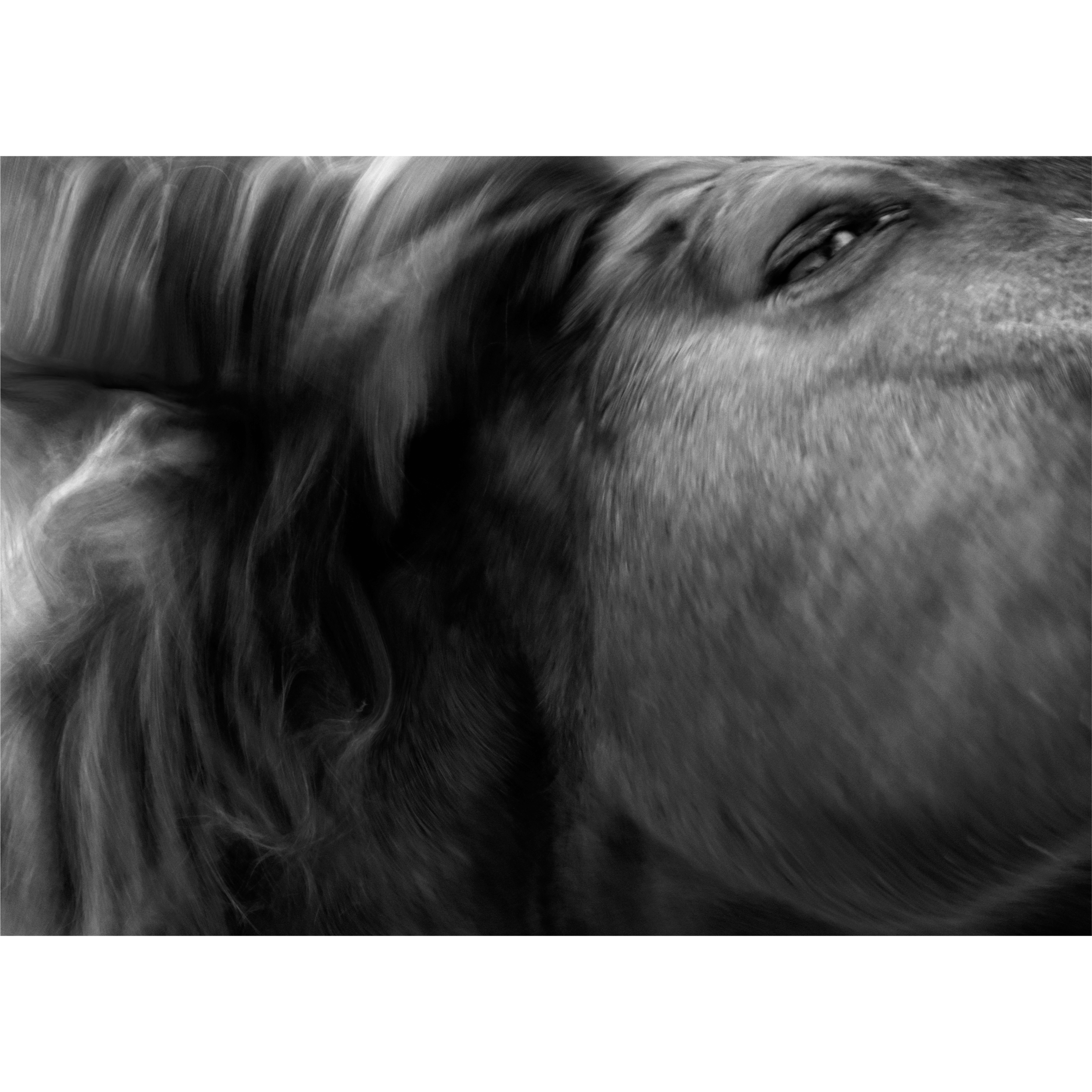 Horsehead Carlos Lopez.png