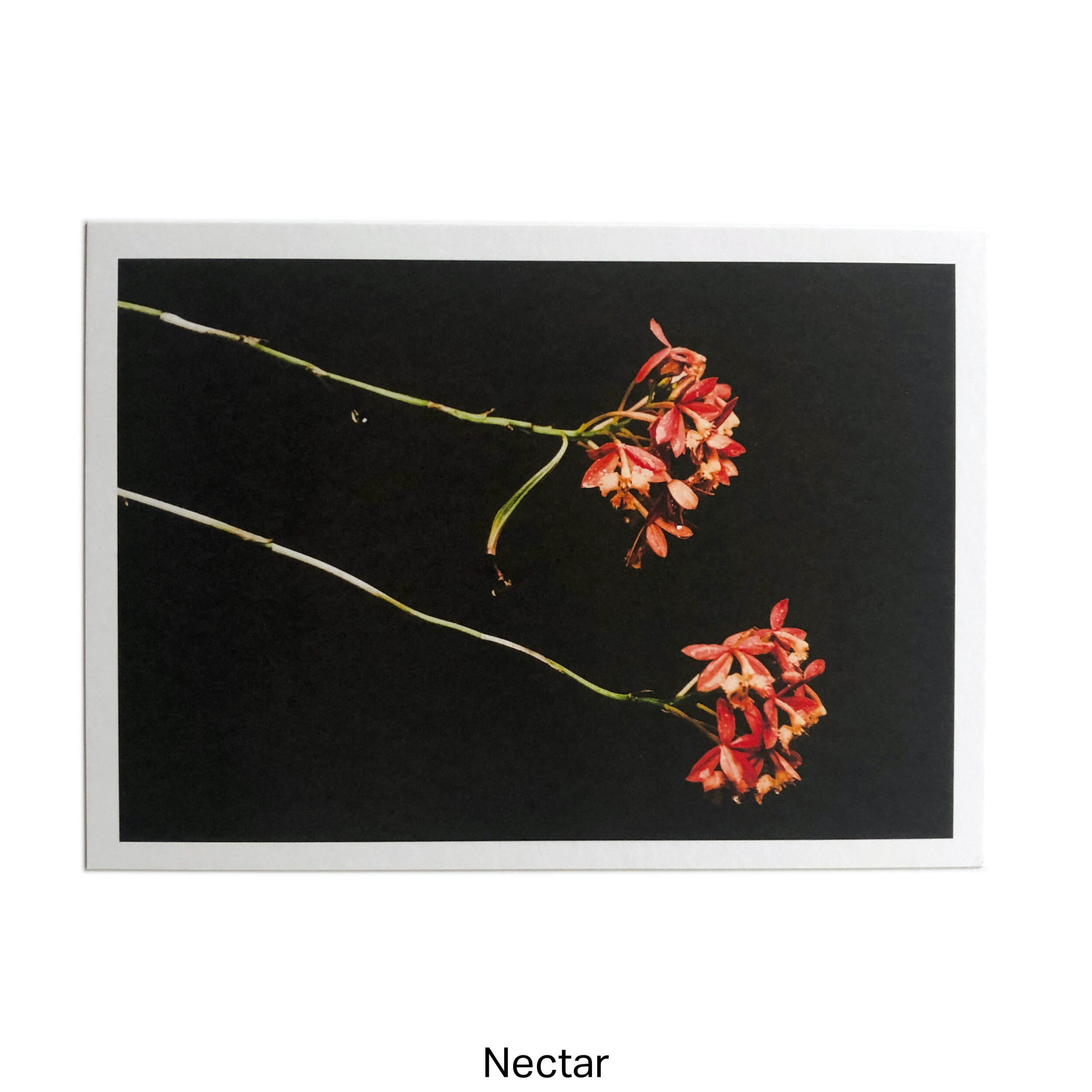 Nectar by Thais Aquino