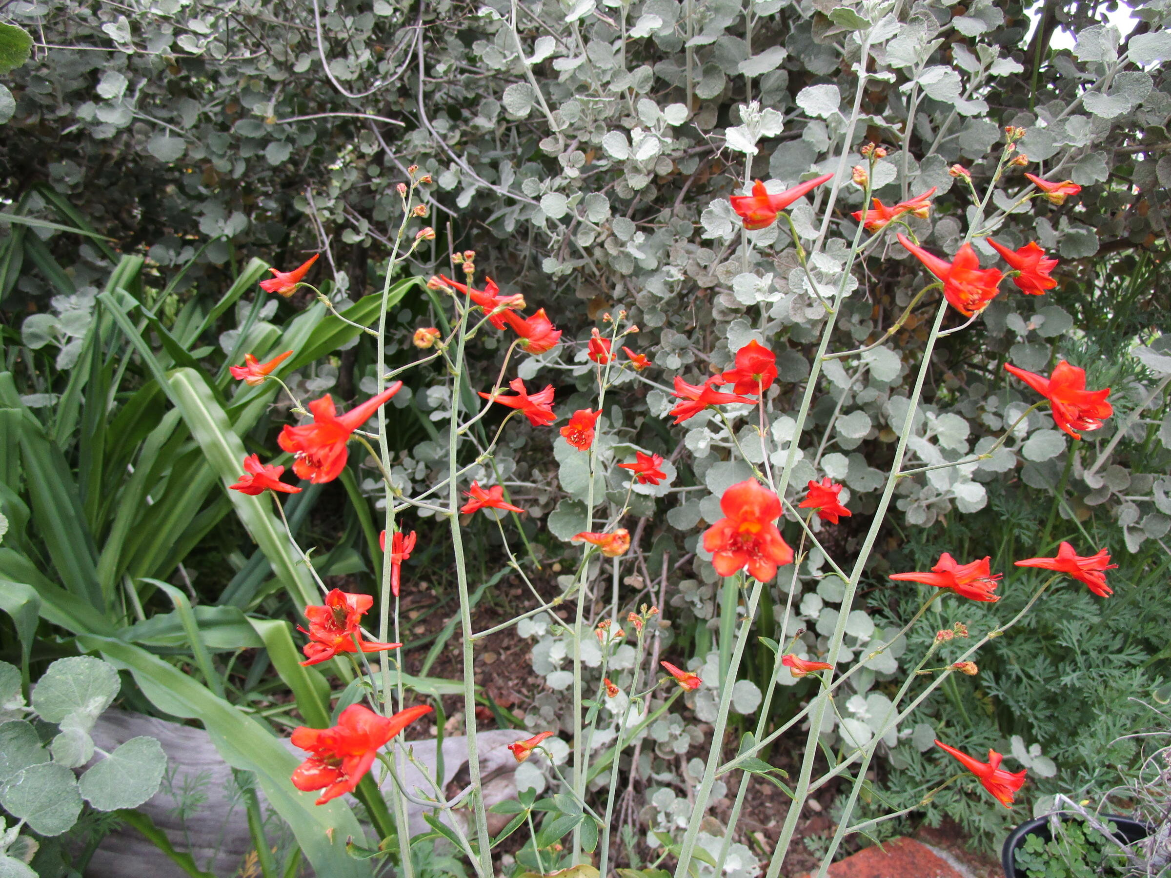 Red Larkspur Delphinium nudicaule