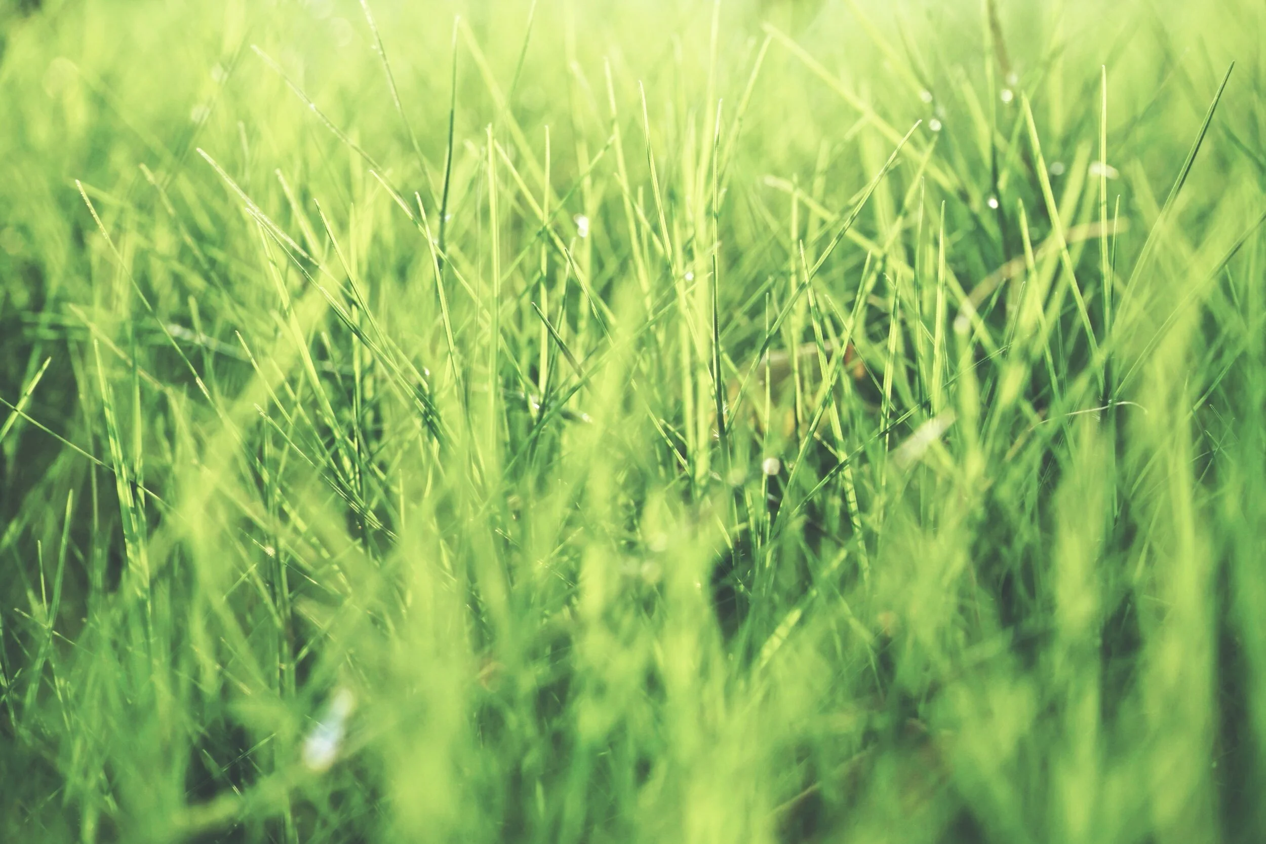 Vespers on the Lawn - CANCELLED