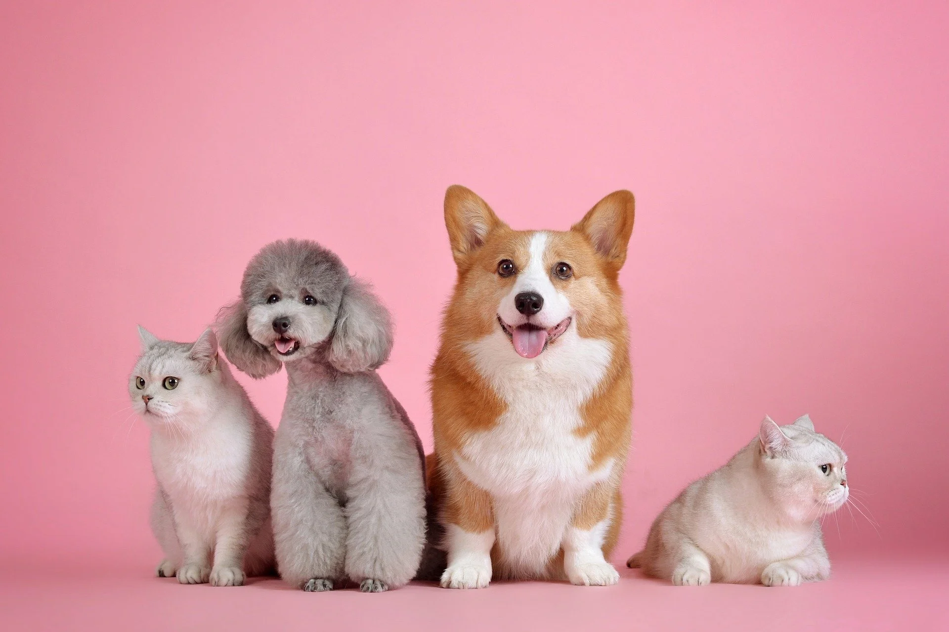 Blessing of the Animals