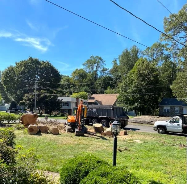 Tree Removal.JPG