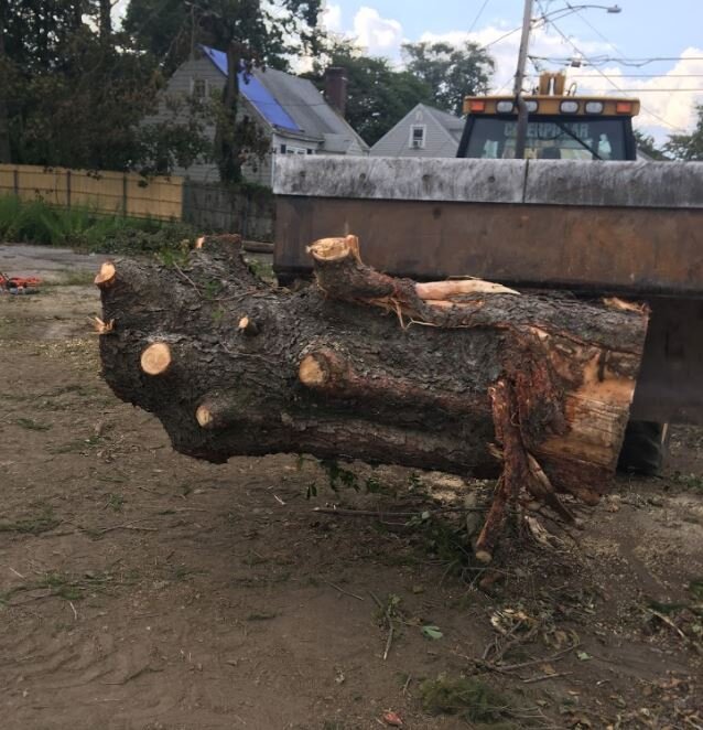 TreeRemoval7.JPG