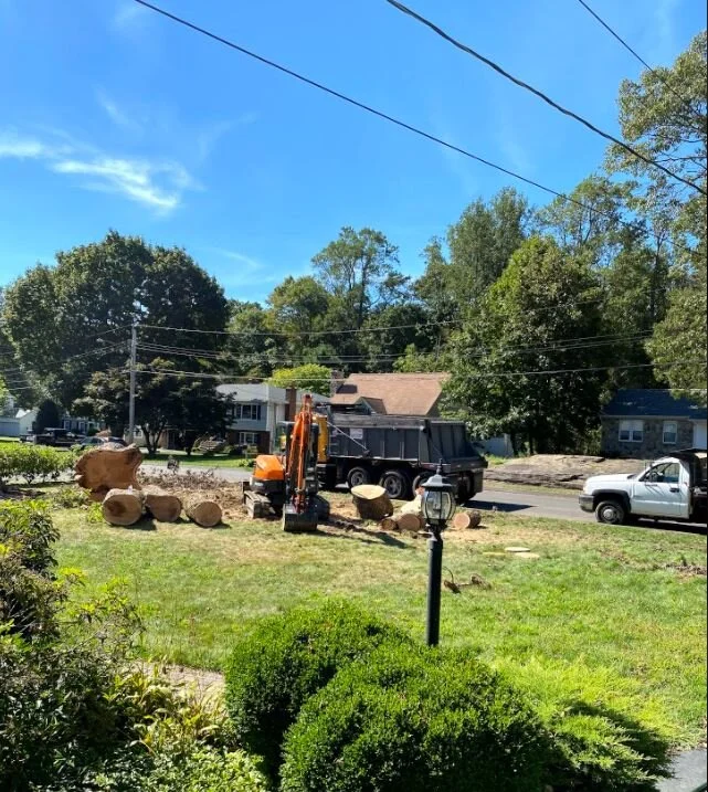 TreeRemoval8.JPG
