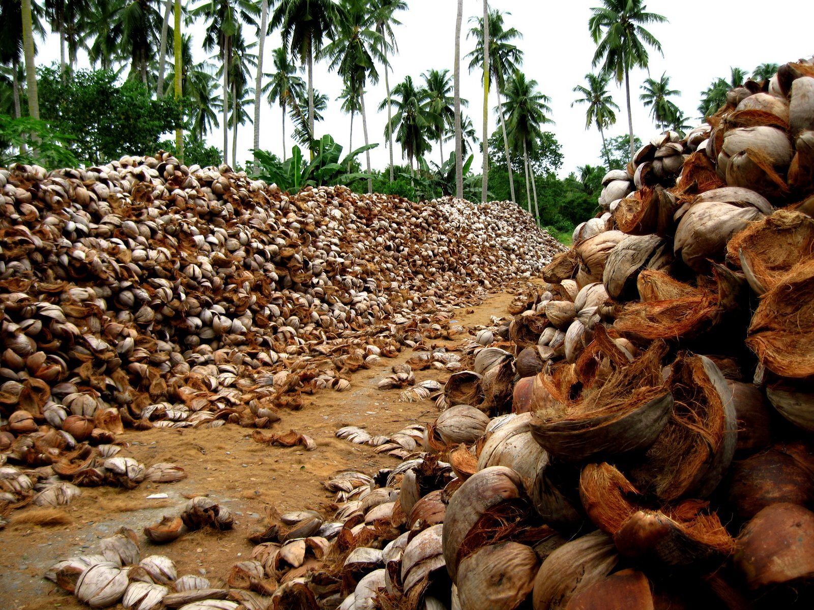 coconut waste 2.JPG