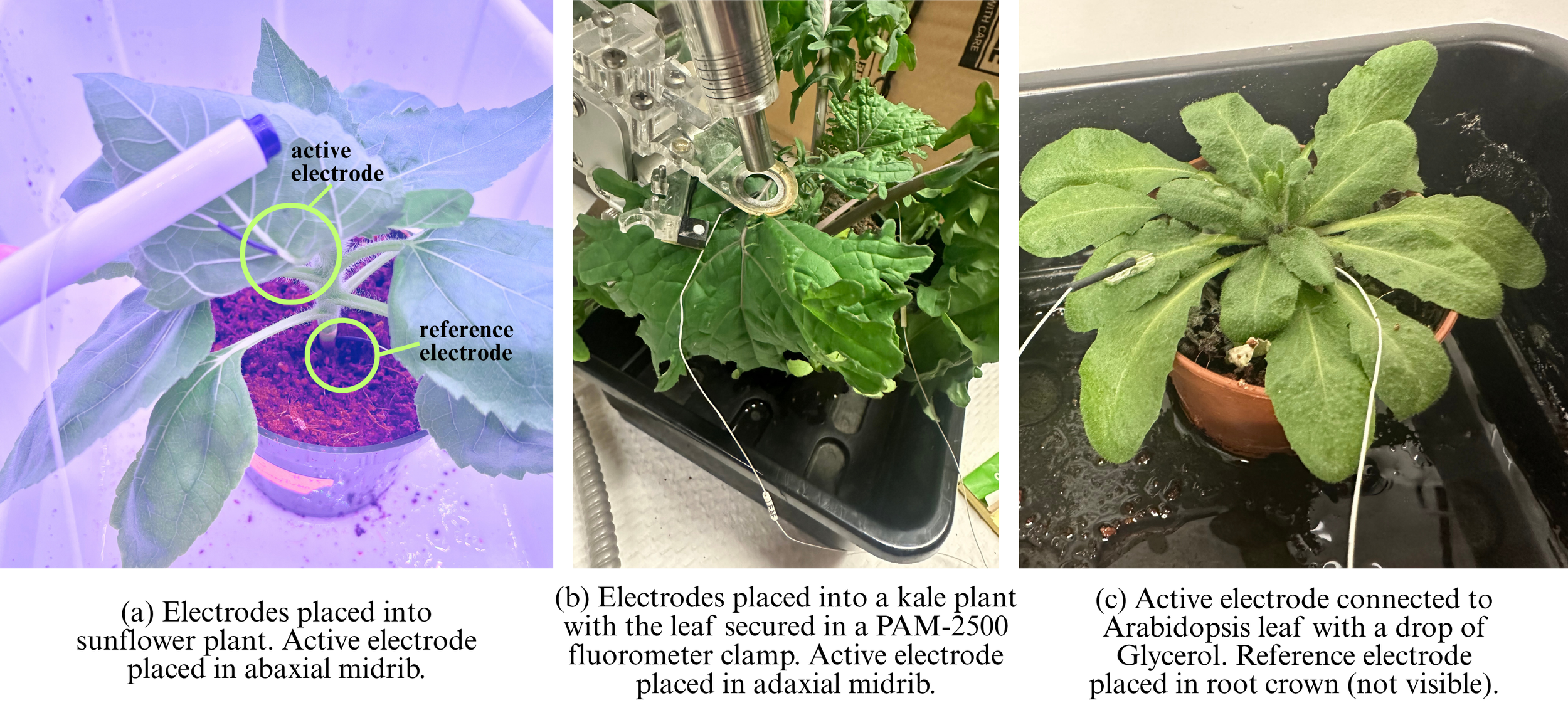 PhytlSigns Needles Placements 1.png