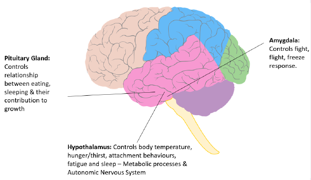 When we eat these parts of the brain are stimulated for survival.   Hunger → Need for stimulation → Look for food