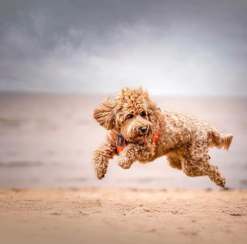 Leaving work on Friday like&hellip; 💨
Happy Friday!
▫️
Stock up on your Doggy Dollars for the weekend! 👉 www.doggydollars.com
▫️

#friday #fridayvibes #itsthefreakinweekend #americanmade #doggydollars #dogtreats #bestdogtreats #limitedingredient #d