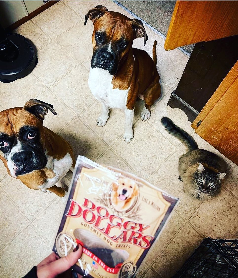 🐾 Doggy Dollars treats are loved by all! Even&hellip; cats&hellip;? Why not! 
Our friends @busterbrown_and_krueger_boxers love their Doggy Dollars!
🛍Get yours now! 👇 
▫️Link in bio ▫️
www.doggydollars.com
▫️

- #americanmade #doggydollars #dogtrea