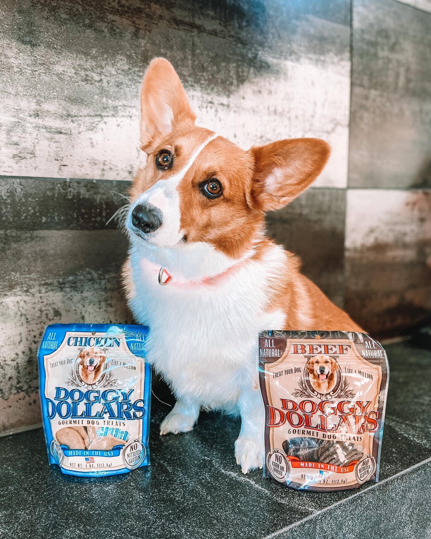 📣Where all our Corgi lovers at?!
🤍Our girl Doddle is rep&rsquo;n her favorite treats! 
But which would you buy? Chicken or Beef? Or maybe Bacon? 🤔 
Check &lsquo;em out! 👇 
www.doggydollars.com
▫️
#corgi #corgisofinstagram #corgination - #american