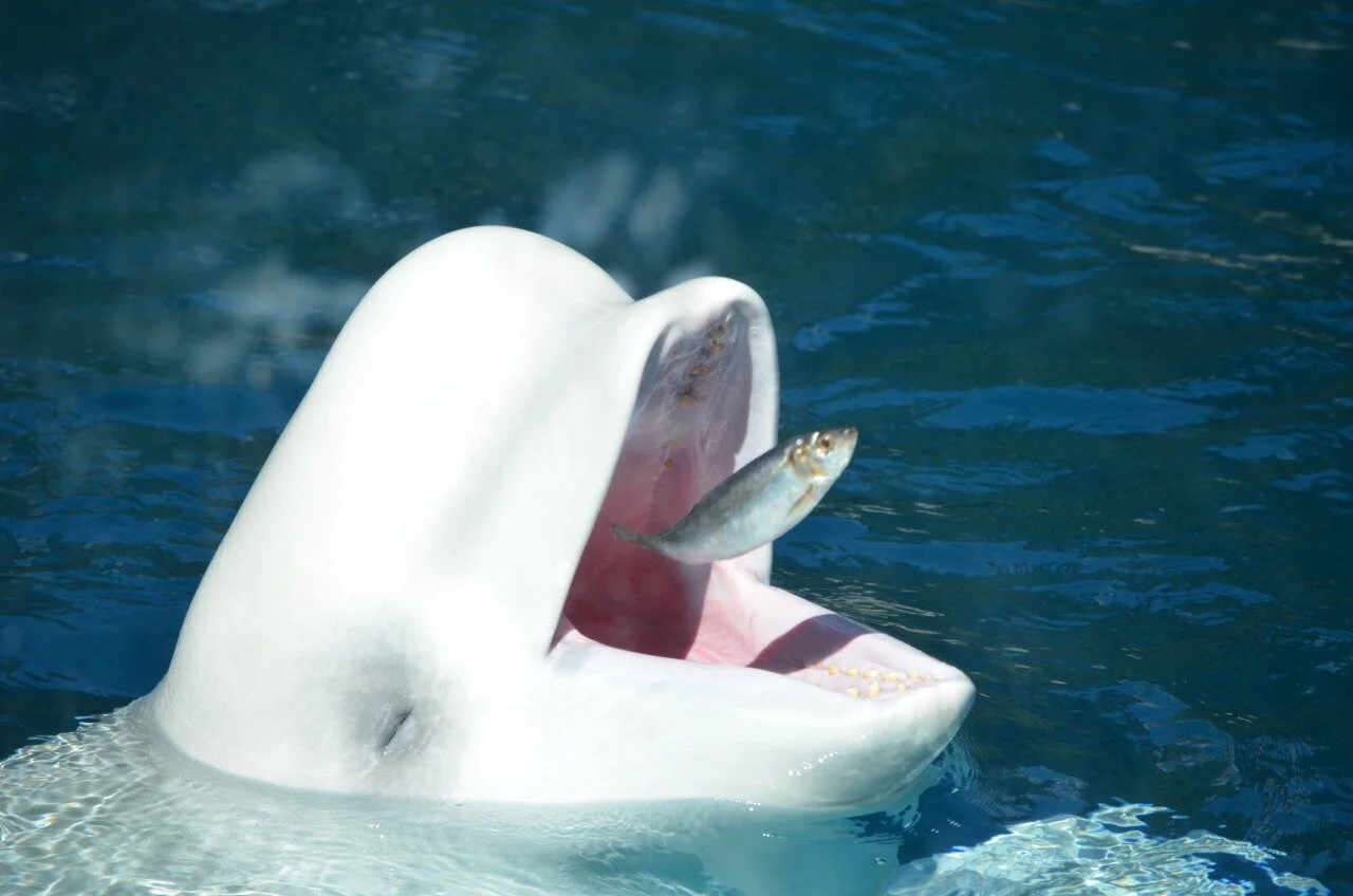 beluga.jpeg