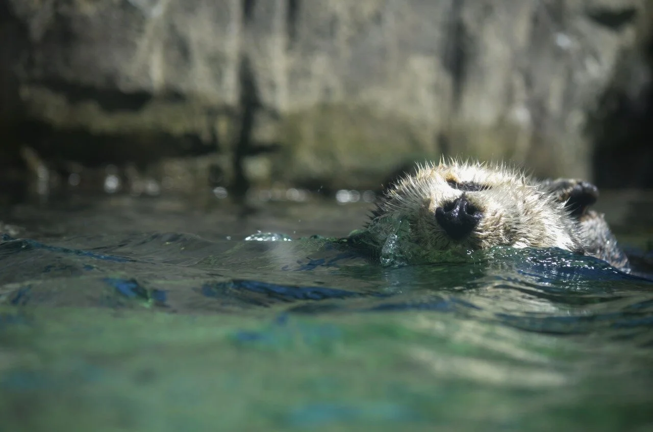otter.jpeg