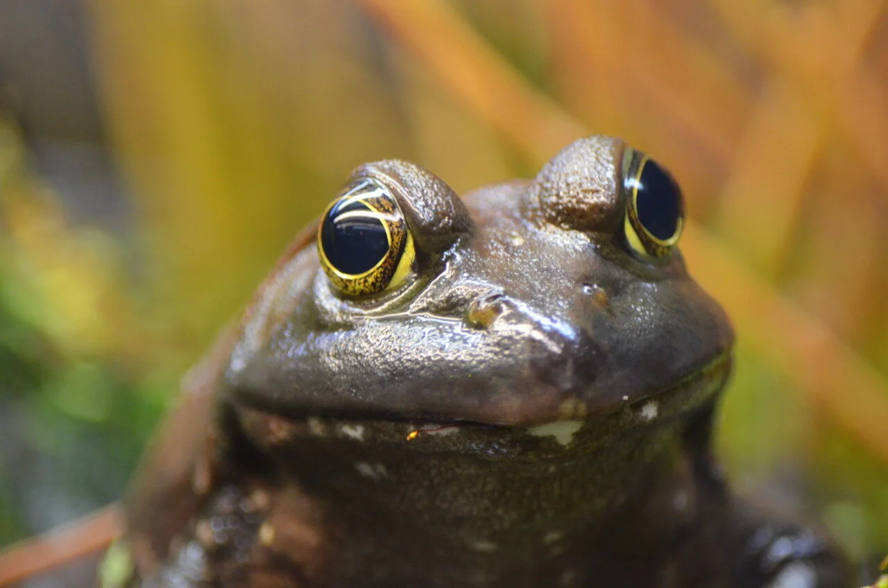 frog.jpeg