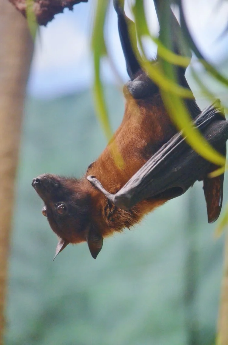 bat.jpeg