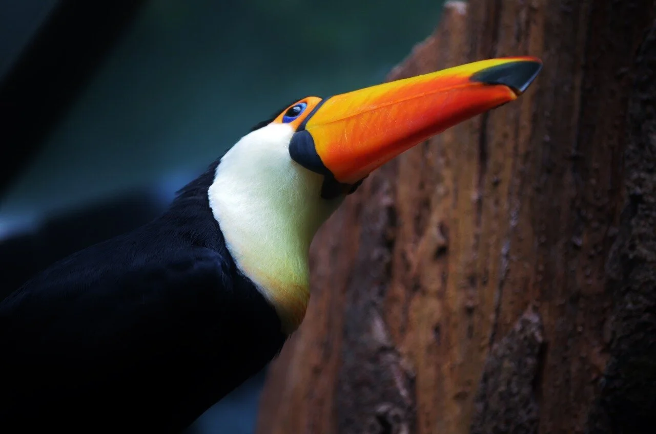toucan.jpeg
