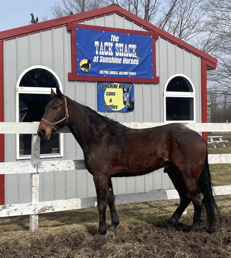 Sunshine Horses Tack Shack!