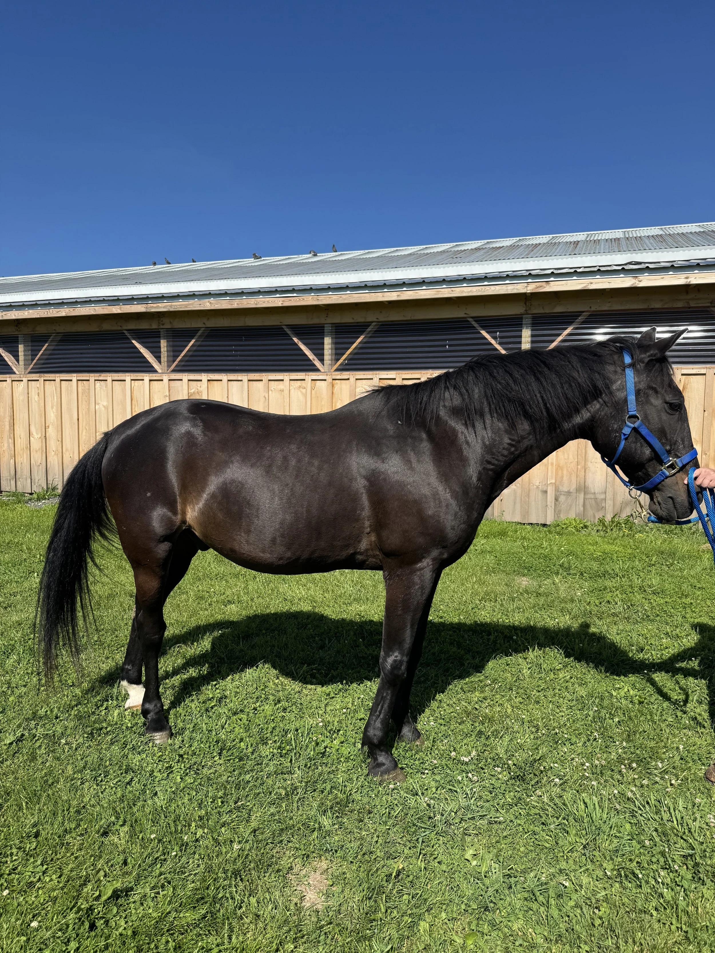 A young dark brown horse with a black mane and tail, standing in a stable with dirt and hay on the ground.