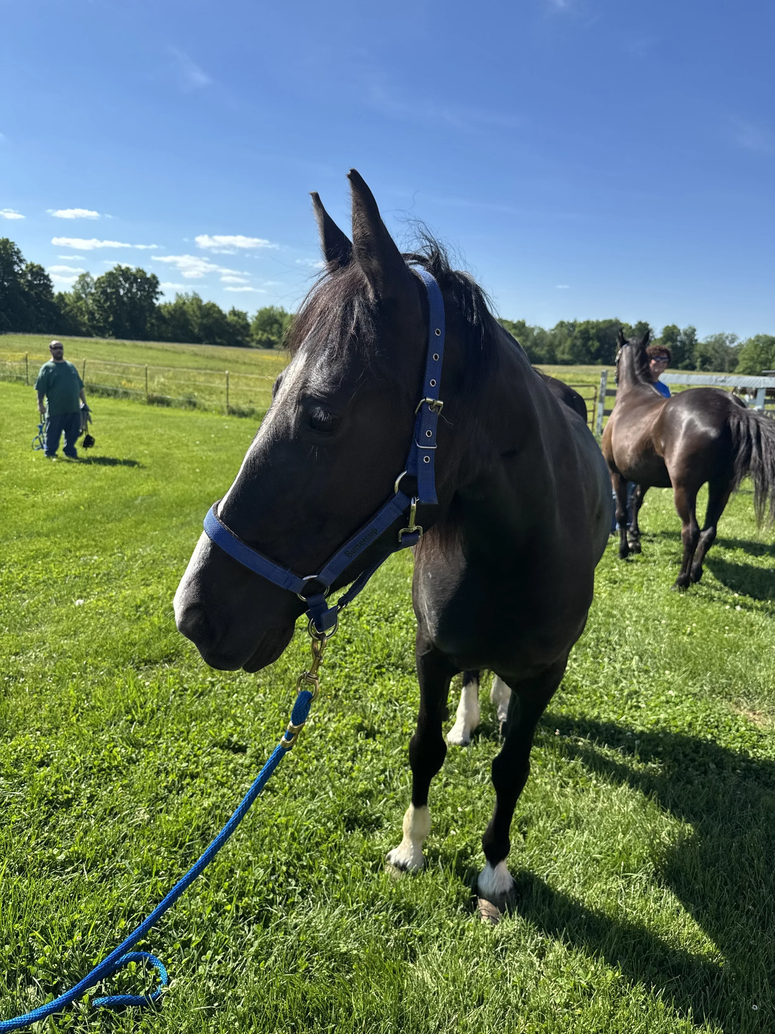 Black horse standing inside a wooden stall, looking over a metal gate with a colorful padded bar across the top.