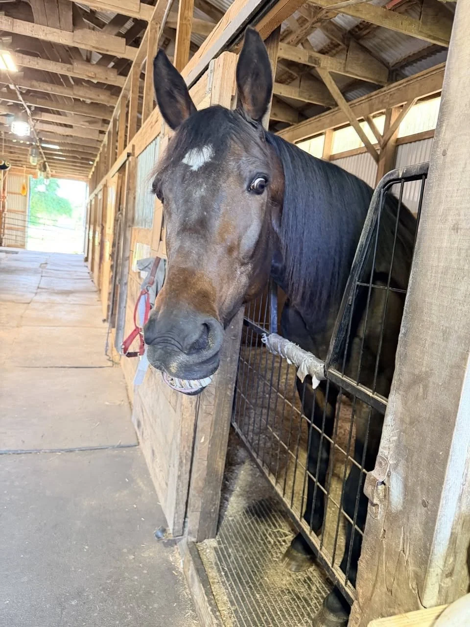 A black horse with a white stripe on its face, wearing a green halter, eating hay inside a wooden stable with a metal gate.