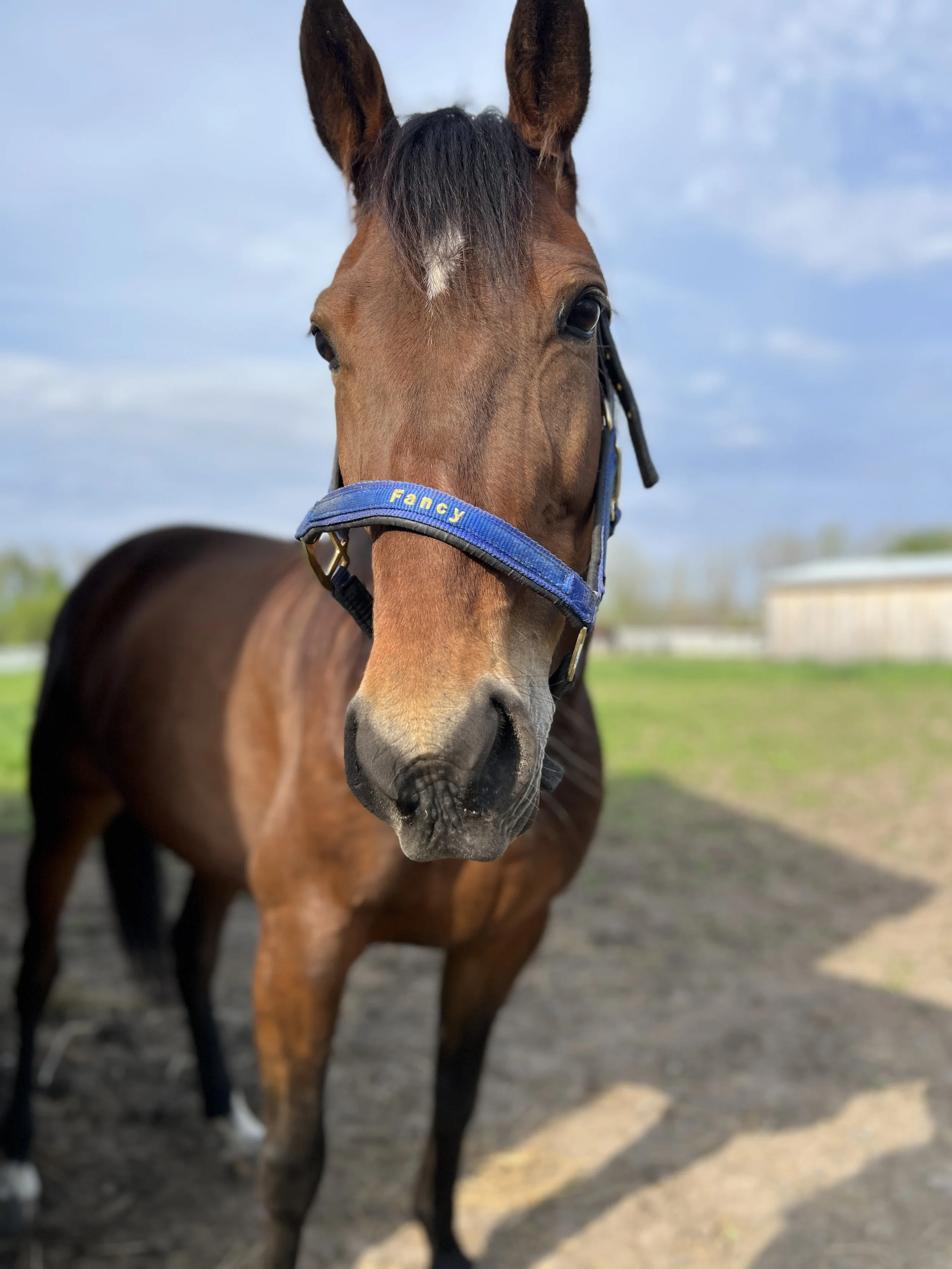A brown horse with a blonde mane wearing a red and black halter, standing inside a wooden stable.