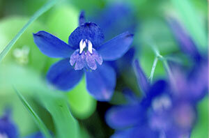 delphinium-larkspur-delphinium-glaucum.jpg