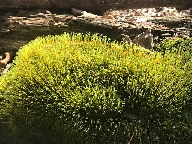 Observe first signs of spring